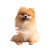 Pomeranian Grooming Vinyl Car Decal Sticker – Waterproof & UV-Resistant 8"