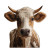 Swiss Cow Portrait Vinyl Car Decal Sticker – Waterproof & UV-Resistant 8"