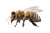 Classic Bee Vinyl Car Decal Sticker – Waterproof & UV-Resistant 8"