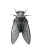 Cicada Close-Up Vinyl Car Decal Sticker – Waterproof & UV-Resistant 8"