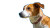 Dog In Park Vinyl Car Decal Sticker – Waterproof & UV-Resistant 8"