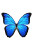 Blue Butterfly V2 Vinyl Car Decal Sticker – Waterproof & UV-Resistant 8"