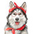 Fantasy Husky Illustration Vinyl Car Decal Sticker – Waterproof & UV-Resistant 8"