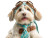 Havanese Dog Accessorized Vinyl Car Decal Sticker – Waterproof & UV-Resistant 8"