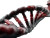 Dna Strand Vinyl Car Decal Sticker – Waterproof & UV-Resistant 8"