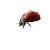 Glistening Ladybug Vinyl Car Decal Sticker – Waterproof & UV-Resistant 8"