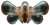 Abstract Glass Wings Vinyl Car Decal Sticker – Waterproof & UV-Resistant 8"