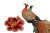 Phoenix And Peonies Vinyl Car Decal Sticker – Waterproof & UV-Resistant 8"