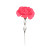 Carnation Vector Art Vinyl Car Decal Sticker – Waterproof & UV-Resistant 8"