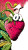 Peter The Strawberry Vinyl Car Decal Sticker – Waterproof & UV-Resistant 8"