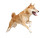 Happy Jumping Shiba Vinyl Car Decal Sticker – Waterproof & UV-Resistant 8"