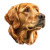 Golden Retriever Portrait V8 Vinyl Car Decal Sticker – Waterproof & UV-Resistant 8"