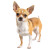 Cute Chihuahua Vinyl Car Decal Sticker – Waterproof & UV-Resistant 8"