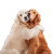 Golden Retrievers Hugging Vinyl Car Decal Sticker – Waterproof & UV-Resistant 8"