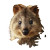 Quokka Vinyl Car Decal Sticker – Waterproof & UV-Resistant 8"