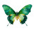 Green Butterfly Icon Vinyl Car Decal Sticker – Waterproof & UV-Resistant 8"