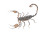 Scorpion Top View Vinyl Car Decal Sticker – Waterproof & UV-Resistant 8"