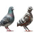 Robotic Pigeon Vinyl Car Decal Sticker – Waterproof & UV-Resistant 8"