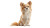Long-Haired Chihuahua Vinyl Car Decal Sticker – Waterproof & UV-Resistant 8"