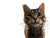Playful Morning Cat Vinyl Car Decal Sticker – Waterproof & UV-Resistant 8"