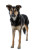 German Shepherd In Snow Vinyl Car Decal Sticker – Waterproof & UV-Resistant 8"