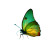 Green Butterfly Macro Vinyl Car Decal Sticker – Waterproof & UV-Resistant 8"