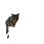 Cat On Monkey Bars Vinyl Car Decal Sticker – Waterproof & UV-Resistant 8"