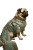 Renaissance Princely Pug Vinyl Car Decal Sticker – Waterproof & UV-Resistant 8"