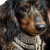 Opulent Dachshund Gangsta Vinyl Car Decal Sticker – Waterproof & UV-Resistant 8"