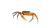 Freshly Caught Crab Vinyl Car Decal Sticker – Waterproof & UV-Resistant 8"