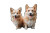 Cute Corgi Duo Vinyl Car Decal Sticker – Waterproof & UV-Resistant 8"
