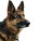 Intense German Shepherd Vinyl Car Decal Sticker – Waterproof & UV-Resistant 8"