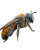 Bee-Sharpener Metamorphosis Vinyl Car Decal Sticker – Waterproof & UV-Resistant 8"