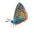 Delicate Butterfly Close-Up Vinyl Car Decal Sticker – Waterproof & UV-Resistant 8"