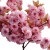 Cherry Tree Blossom Vinyl Car Decal Sticker – Waterproof & UV-Resistant 8"