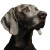 Beautiful Weimaraner Portrait Vinyl Car Decal Sticker – Waterproof & UV-Resistant 8"
