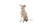 Happy Beach Mutt Vinyl Car Decal Sticker – Waterproof & UV-Resistant 8"