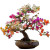 Colorful Bonsai Bougainvillea Vinyl Car Decal Sticker – Waterproof & UV-Resistant 8"
