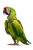 Green Macaw Vinyl Car Decal Sticker – Waterproof & UV-Resistant 8"