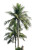 Monkeys In Palm Vinyl Car Decal Sticker – Waterproof & UV-Resistant 8"