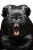 Screaming Guinea Pig Vinyl Car Decal Sticker – Waterproof & UV-Resistant 8"