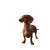 Dachshund At Sunset Vinyl Car Decal Sticker – Waterproof & UV-Resistant 8"