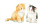 Cute Kittens Clipart V4 Vinyl Car Decal Sticker – Waterproof & UV-Resistant 8"