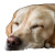 Sleeping Yellow Labrador Vinyl Car Decal Sticker – Waterproof & UV-Resistant 8"