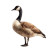 Canada Goose Vinyl Car Decal Sticker – Waterproof & UV-Resistant 8"