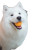 Smiling Samoyed Playing Vinyl Car Decal Sticker – Waterproof & UV-Resistant 8"