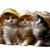 Cute Kittens In Hats Vinyl Car Decal Sticker – Waterproof & UV-Resistant 8"
