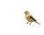 Goldfinch In Blossoms Vinyl Car Decal Sticker – Waterproof & UV-Resistant 8"