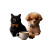 Cat And Pomchi Chat Vinyl Car Decal Sticker – Waterproof & UV-Resistant 8"
