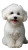 Bichon Frise Winner Vinyl Car Decal Sticker – Waterproof & UV-Resistant 8"